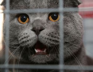 � ���������� ������������ ������ 115 �����